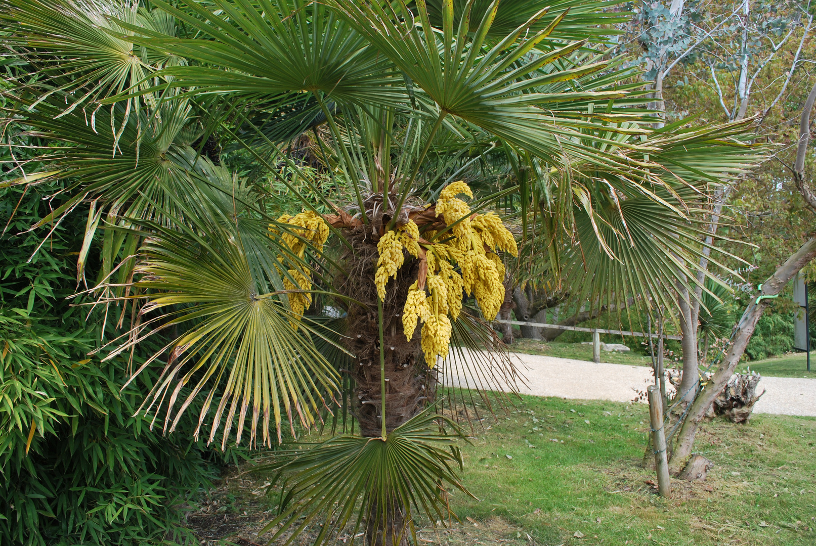 palmier en fleur