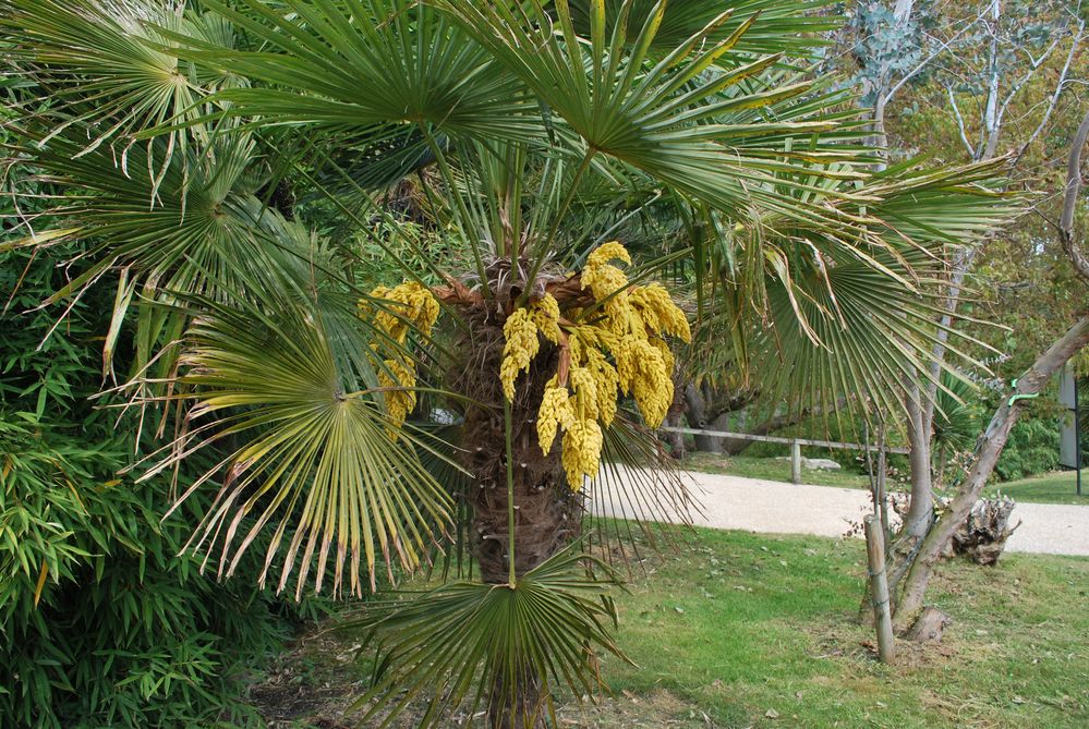 palmier en fleur photo et image arbres, nature Images