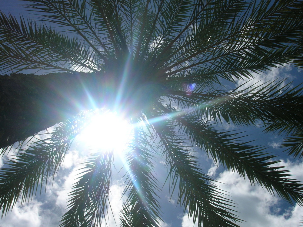 Palmier et soleil