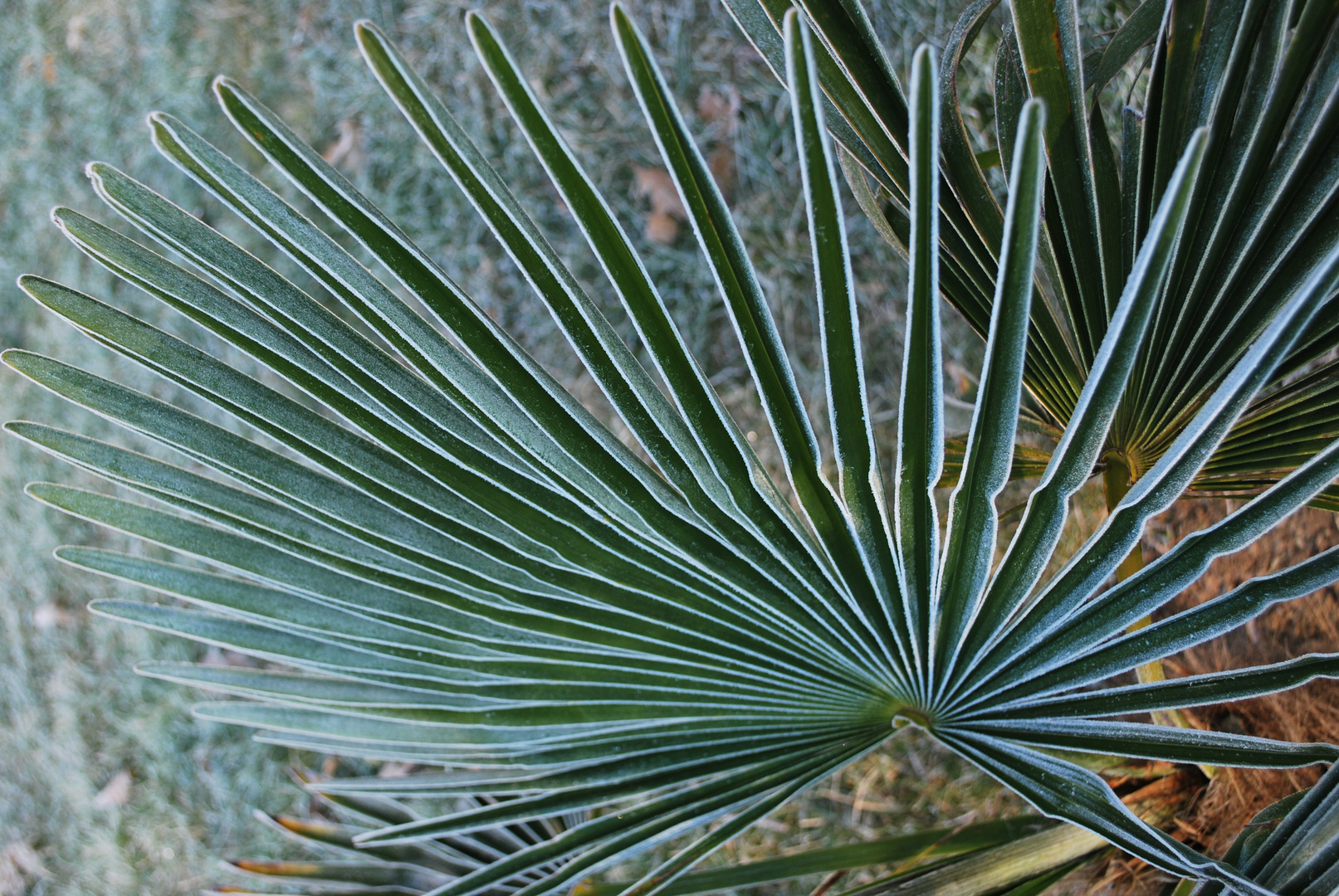 Palmier gelé