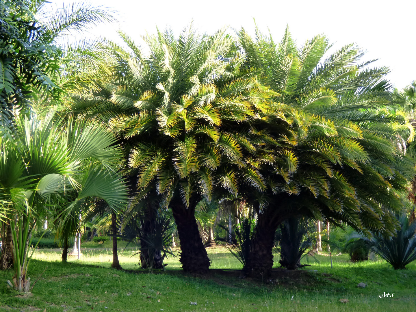 Palmiers