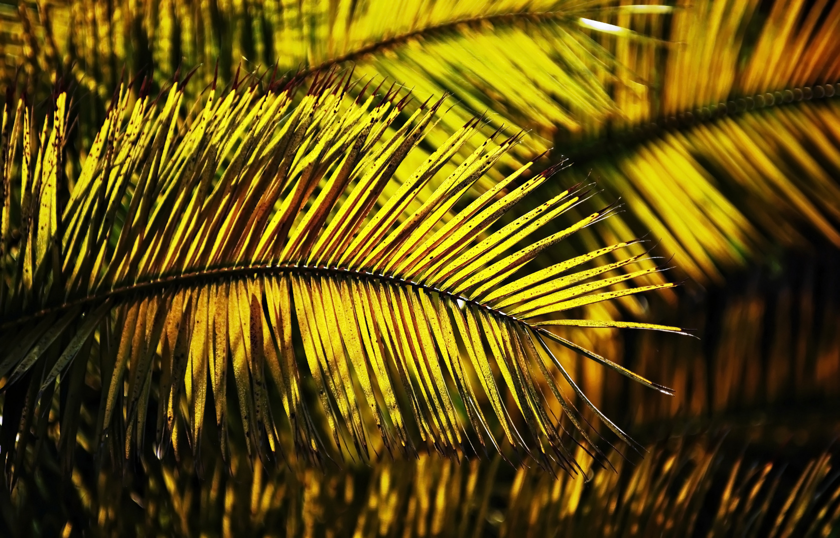 Palmiers dans la lumière