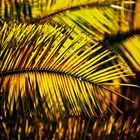 Palmiers dans la lumière