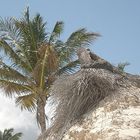 palmiers en bord de plage punta cana