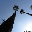 Palmiers - Jardin anglais de Palerme