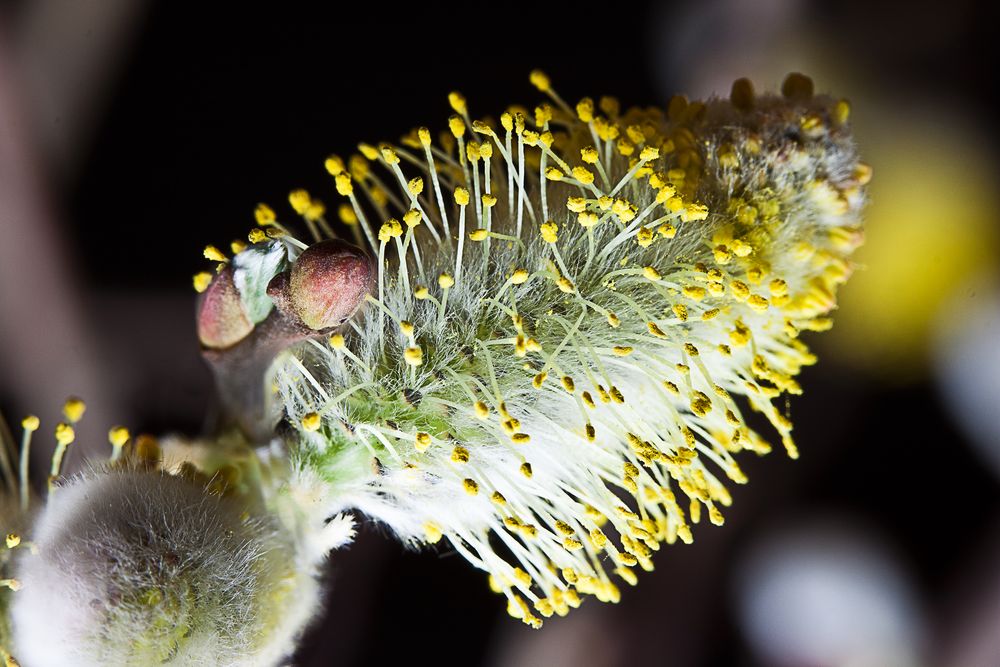 Palmkätzchen von SM Foto 