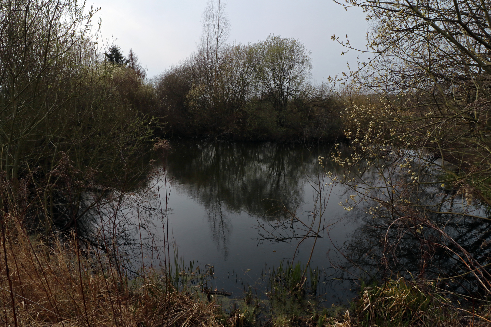 Palmkätzchen am Weiher