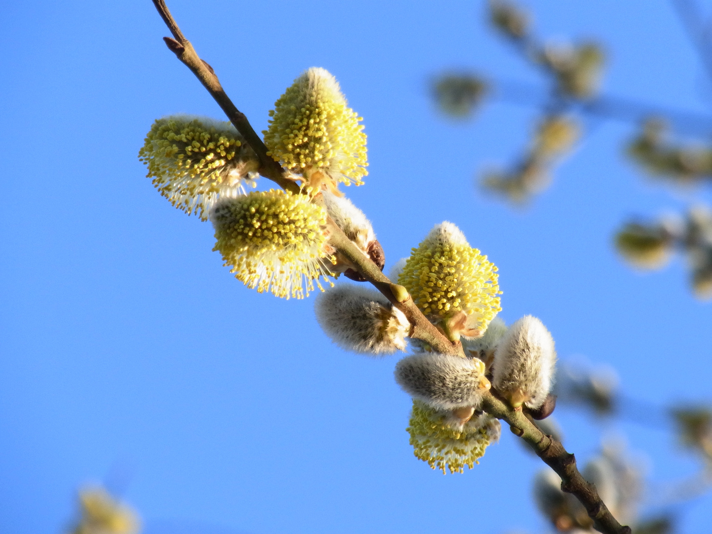 Palmkätzchen - Der Frühling kommt!