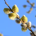 Palmkätzchen - Der Frühling kommt!