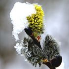 Palmkätzchen im Winter