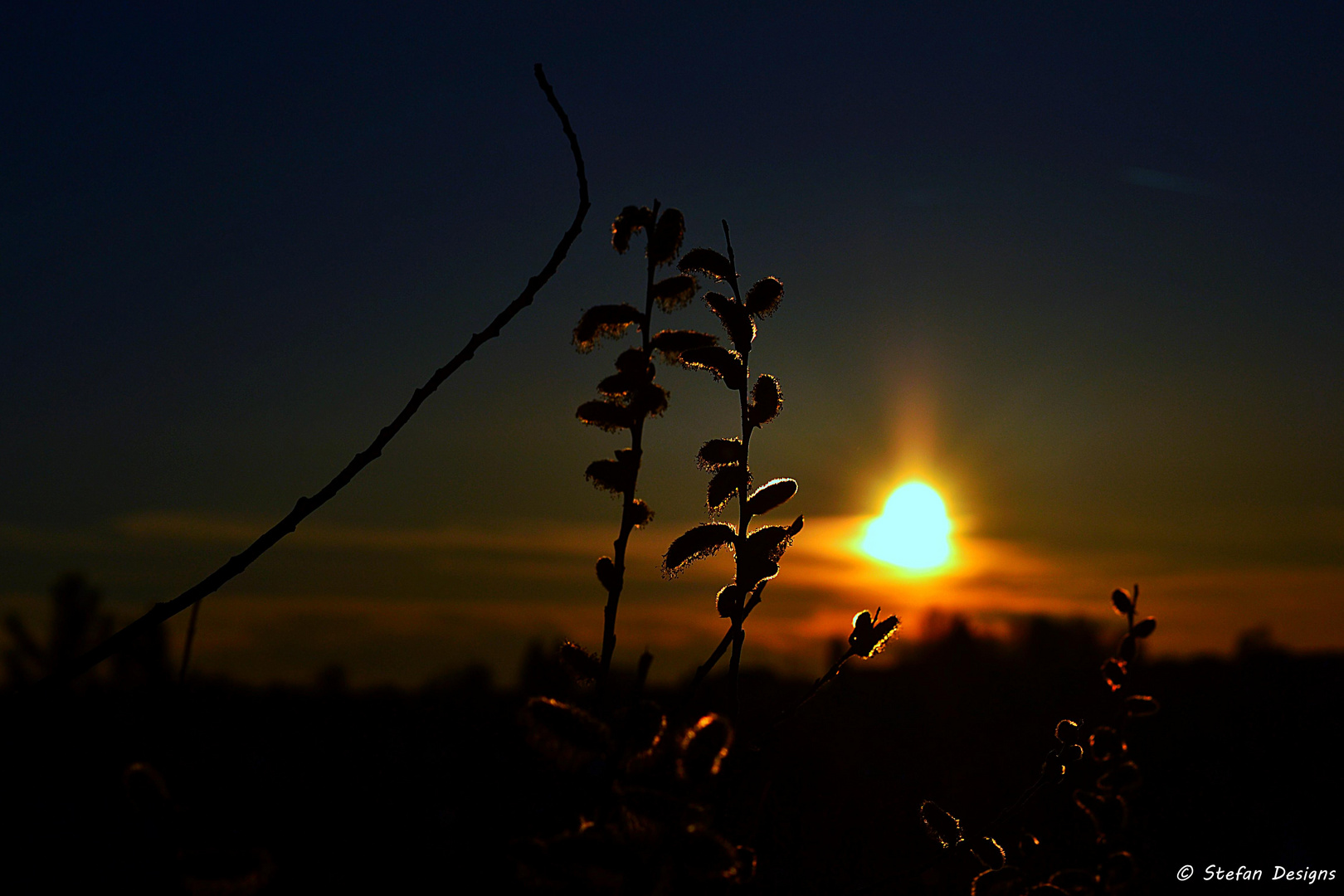 Palmkätzchen mit Sonnenuntergang 2