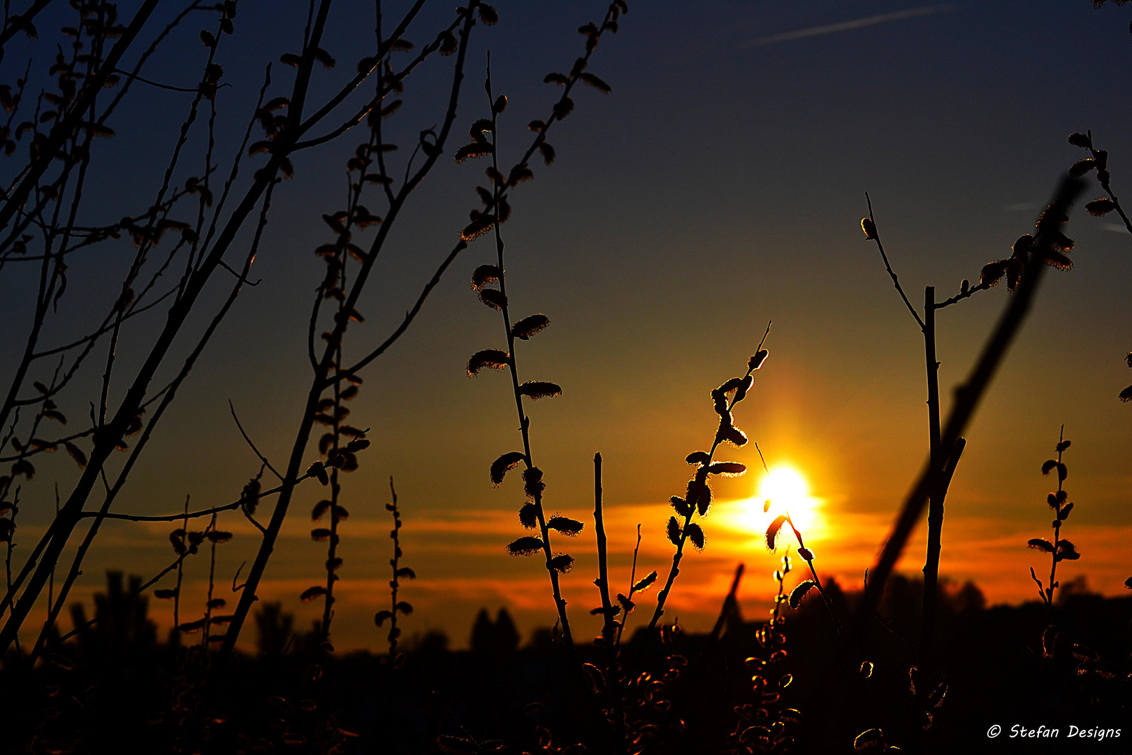 Palmkätzchen mit Sonnenuntergang