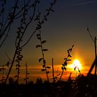 Palmkätzchen mit Sonnenuntergang