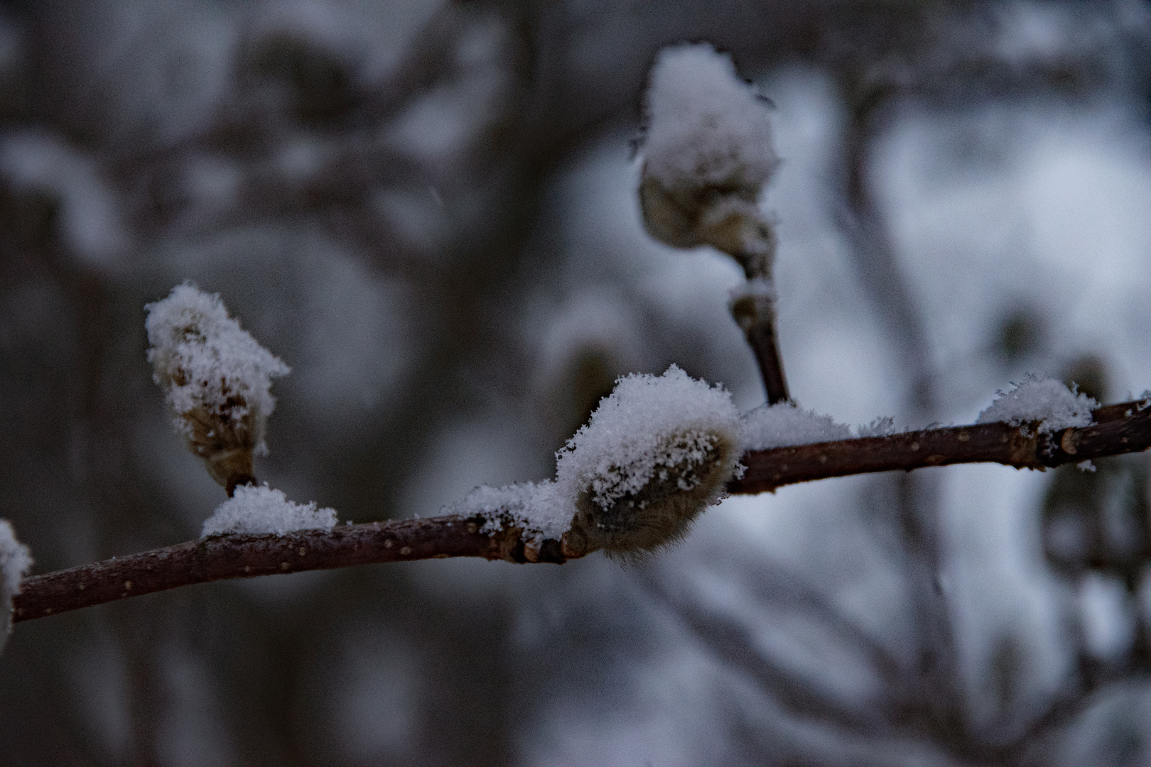 Palmkätzchen (salix caprea) mit feinem Schneehäubchen