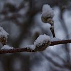 Palmkätzchen (salix caprea) mit feinem Schneehäubchen