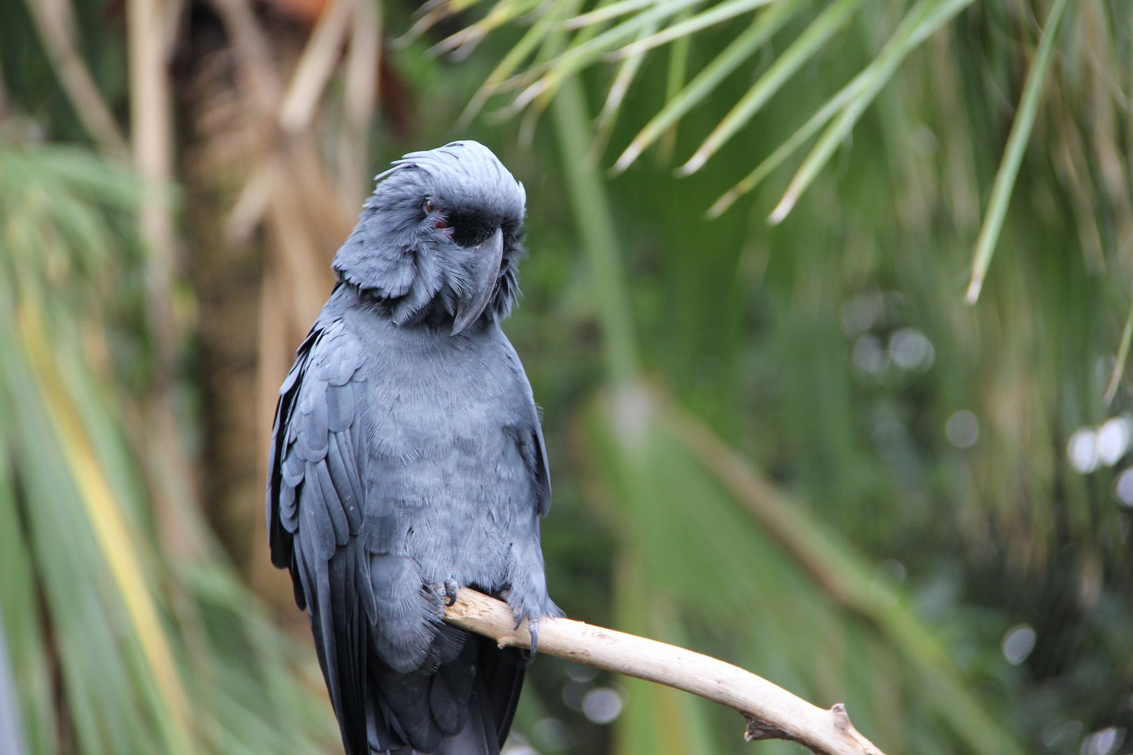 Palmkakadu Loro Parque