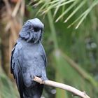 Palmkakadu Loro Parque