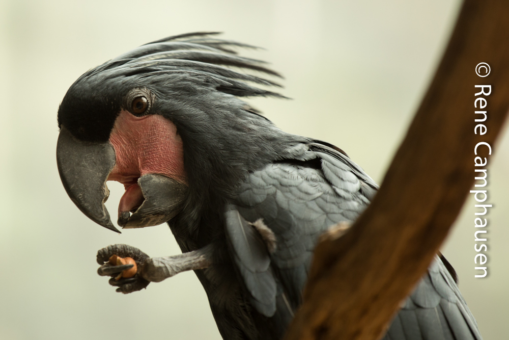 Palmkakadu mit Nuss - Kölner Zoo 06/2015