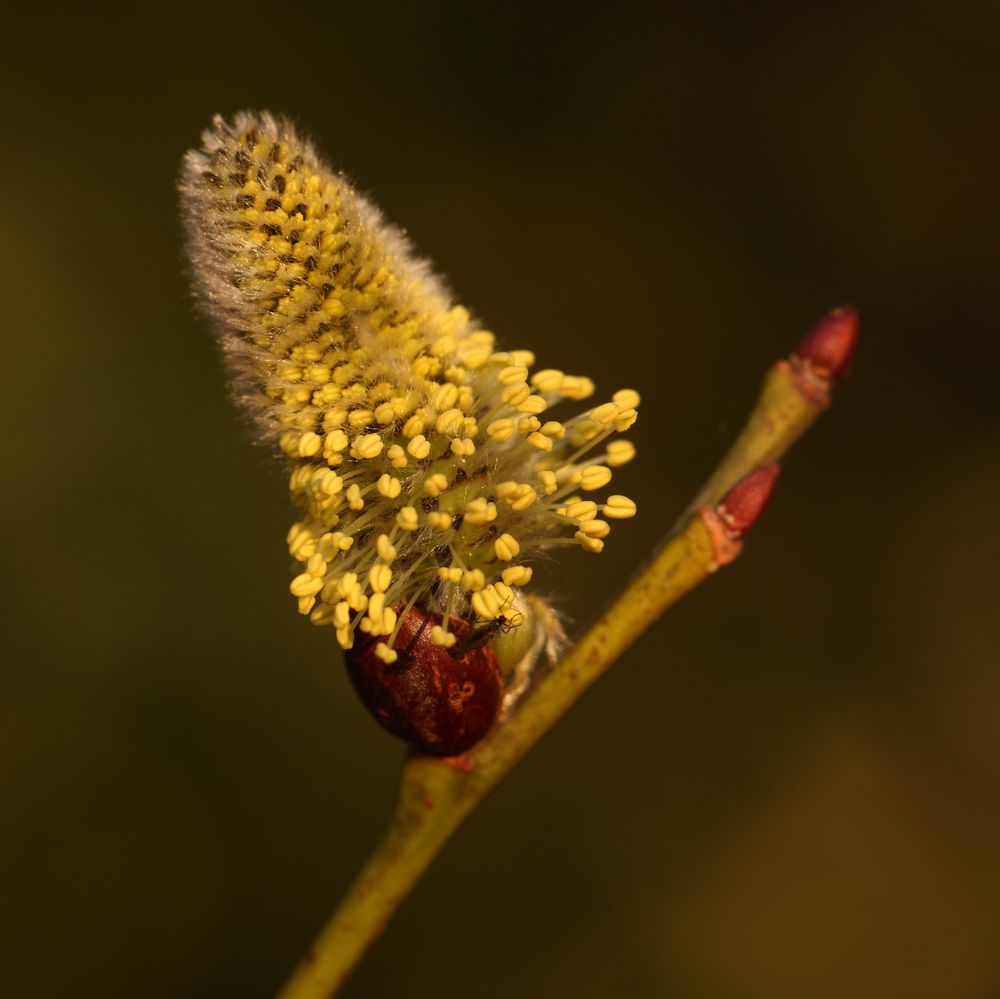 Palmkater