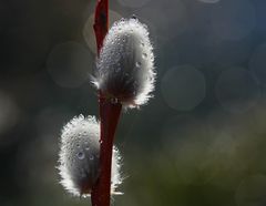 Palmkatzerln Schmuck