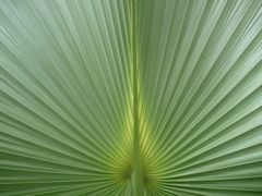Palmkunst