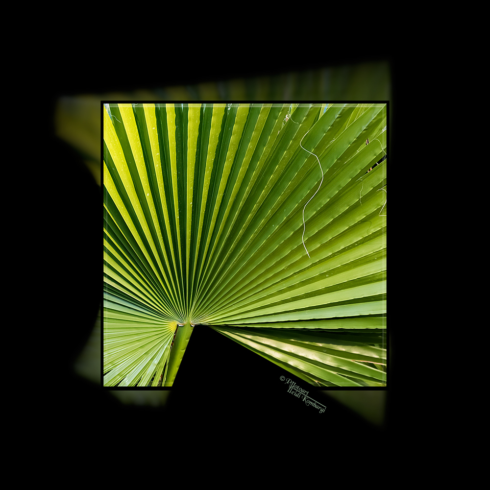 PALMLEAF