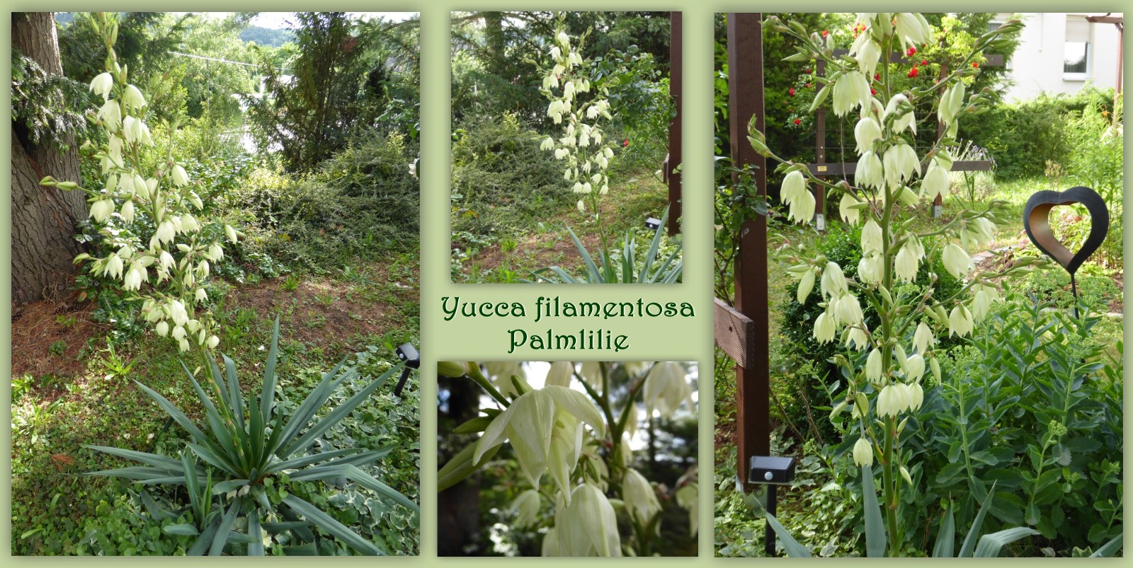 Palmlilie - aus unserem Garten - Mittwochsblümchen