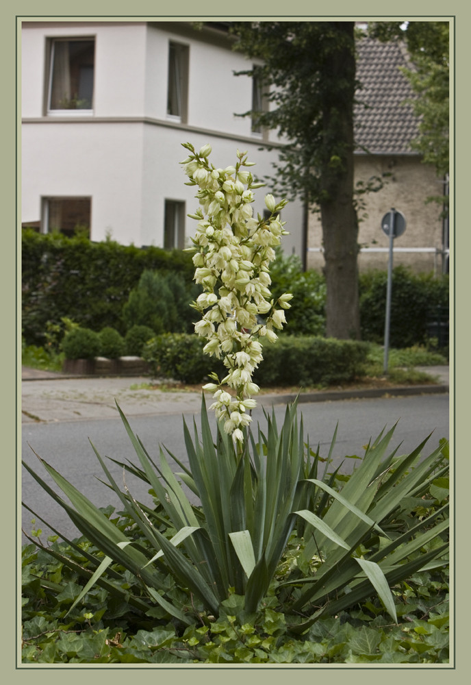 Palmlilie Yucca Filamentosa Foto & Bild pflanzen, pilze & flechten