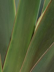 Palmlinien