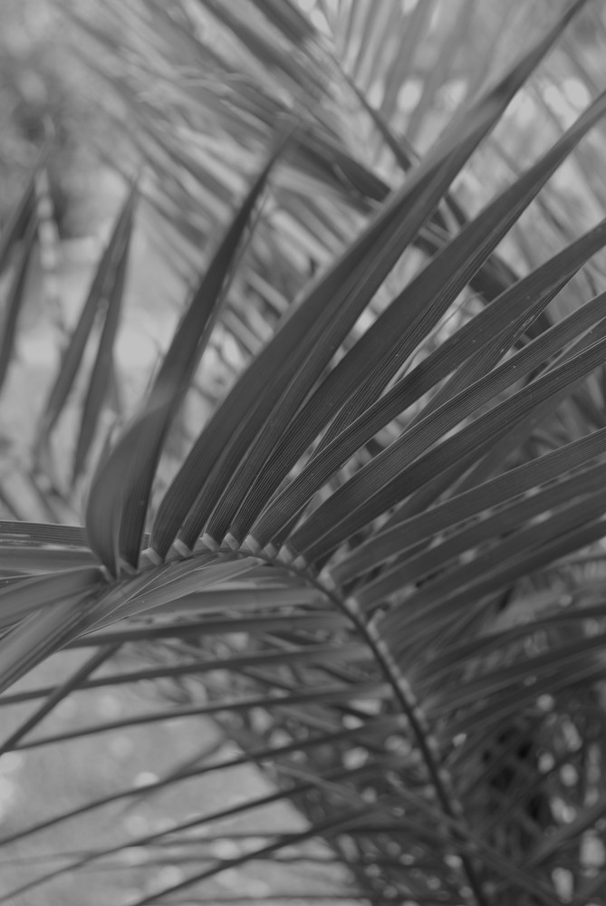 PalmPicture