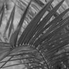 PalmPicture