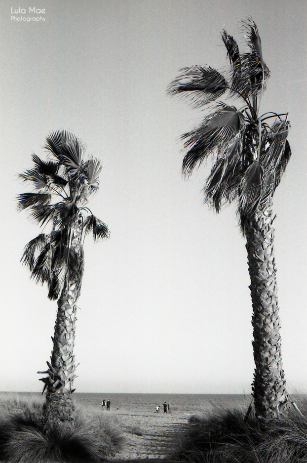 Palms