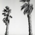 Palms