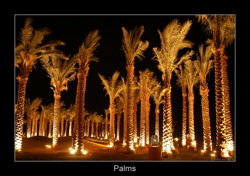 Palms