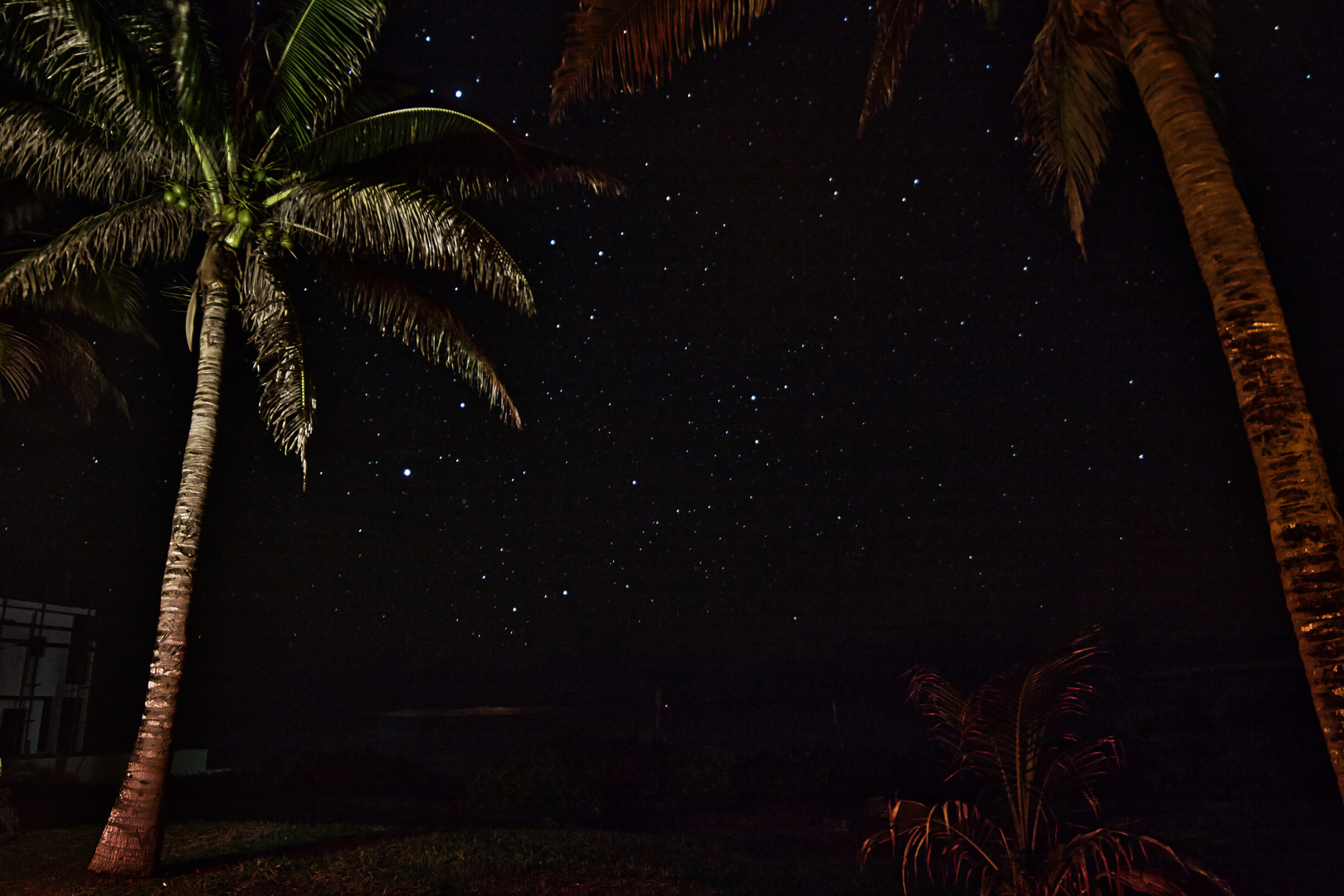 Palms at night