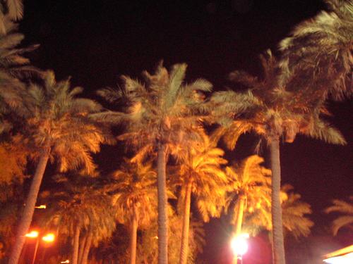 Palms by night