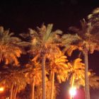 Palms by night