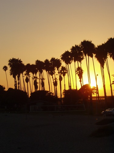 Palms in CA