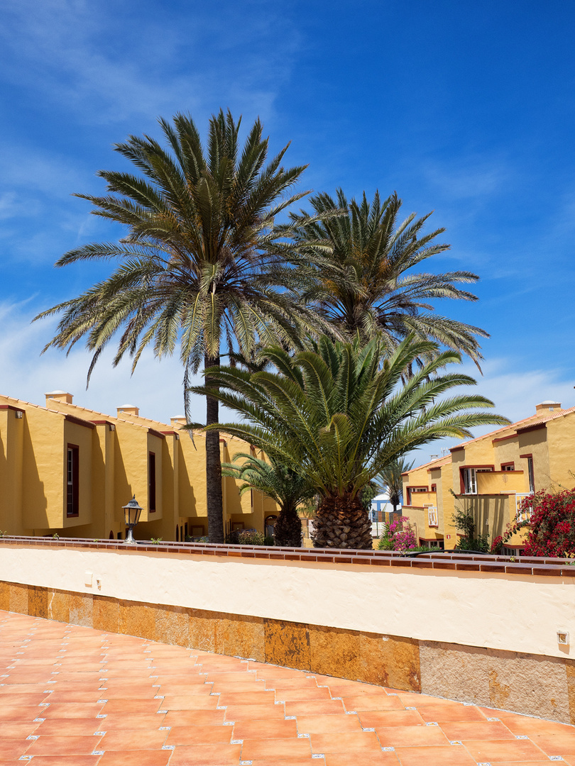 Palms in Fuerteventura