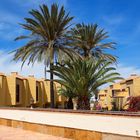 Palms in Fuerteventura