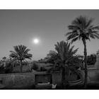 - palms in full moon -