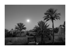 - palms in full moon -