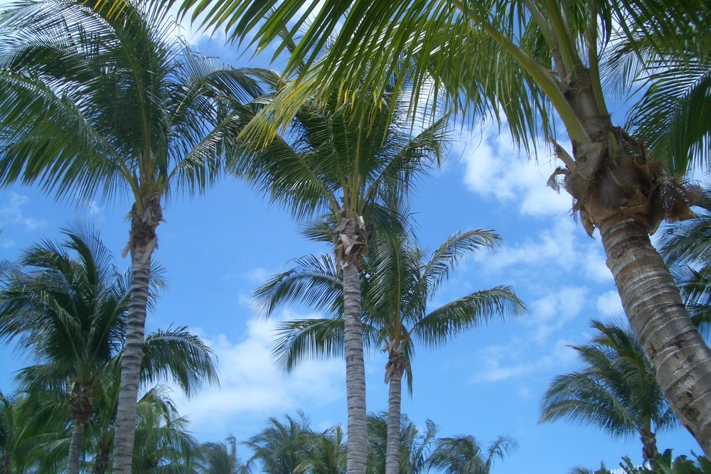 Palms in Key West