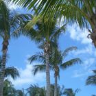 Palms in Key West