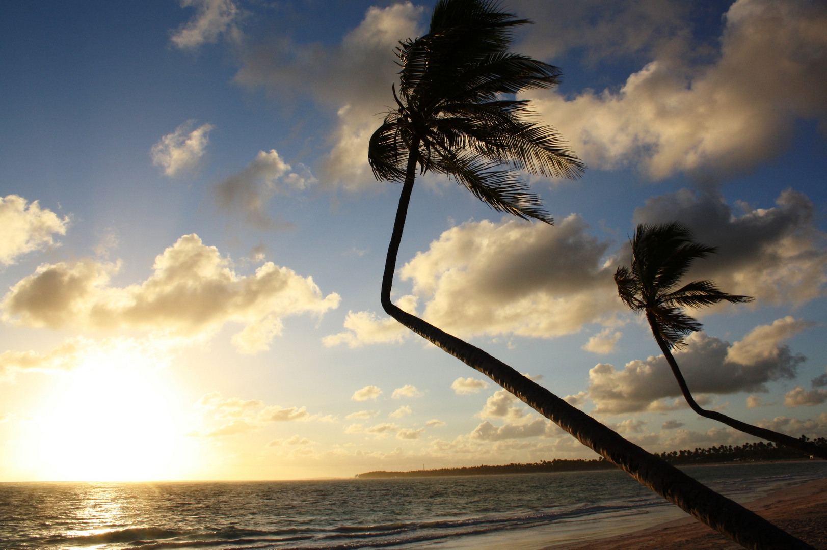 Palms in sunrise