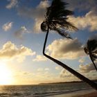 Palms in sunrise