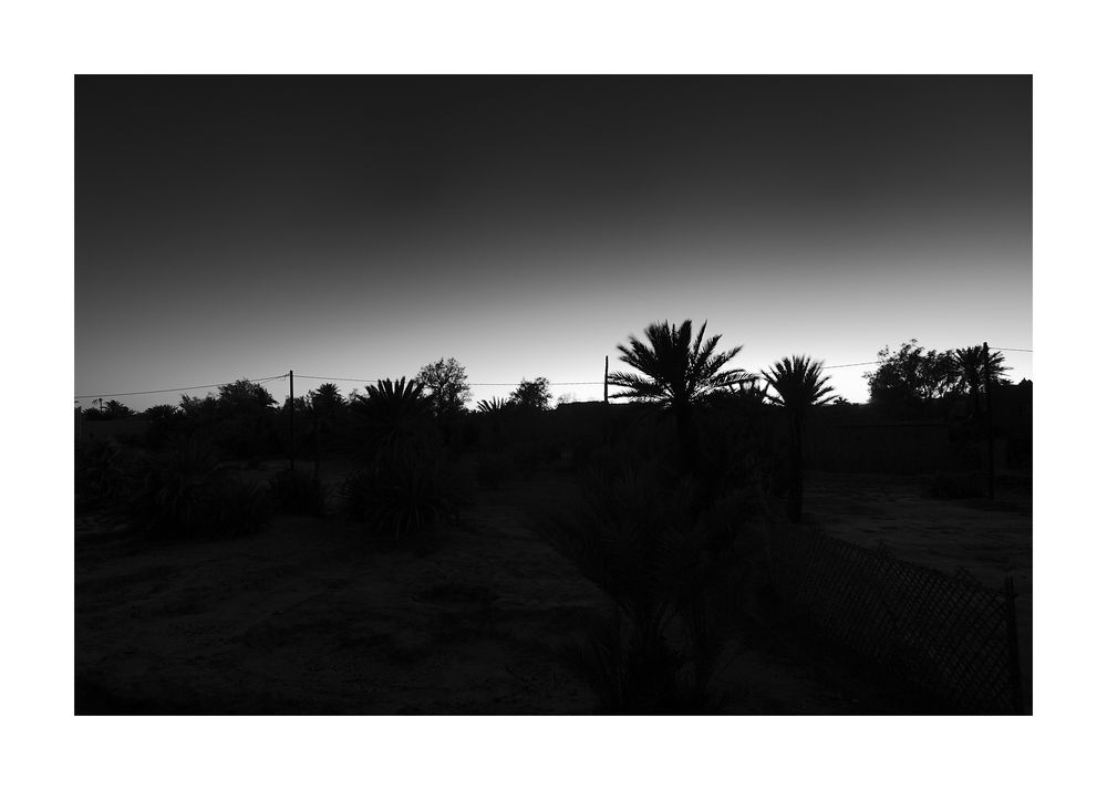 - palms in sunset I -