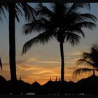 PALMS IN THE BEACH