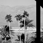 Palms in the Desert