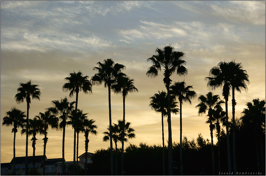 Palms of Florida